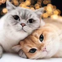 让梦在春天飞扬