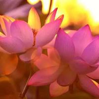 他的舌头弄得我爽水好多 撩妻日常1v1青灯