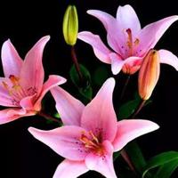 幽默段子哄女生开心