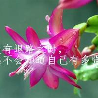 唯美情感语录100句❤情感句子