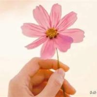 优美句子摘抄:不求尽善尽美,但求无愧我心