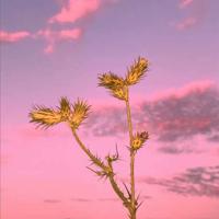 唯美文字图片大全大图