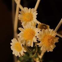 表达心烦意乱心情的句子_心烦短句