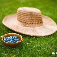 茉莉花开开不尽