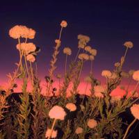 我以苍凉的姿势,聆听你凄美的心声散文