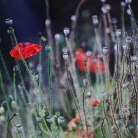 我只有这么一颗心，全给了你，你要我怎么活。