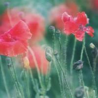 别人问你早上好的回复/早安短句