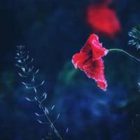 执子之手 与子偕老