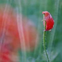 一杯琼浆,啜饮流年