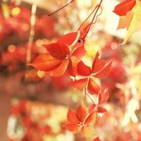 花瓣飘落的声音