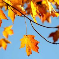 有没有那么一个人，让我的心不再四处漂泊散文