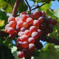 想念的句子,思念的句子