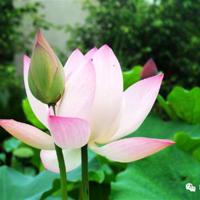 每一颗流星都代表一段爱情