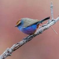 高h纯h耽美文推荐