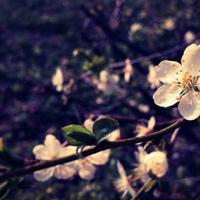 席慕容经典爱情语句 有很多事，是要发一点疯才能做出来的