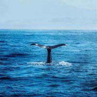 亦舒小说经典语录、亦舒经典语句