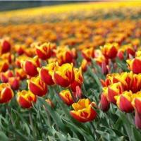 安妮宝贝爱情语录 但是快乐太单纯,所以容易破碎