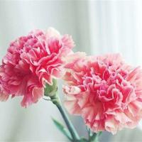 英文情书文字图片