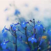 毛主席经典语录 毛泽东语录精选