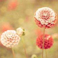 我用一生等待你回复我的爱情