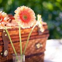 天天鸣叫的鸟儿_散文