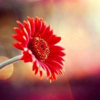 世界笑我太虚伪，我笑世界太现实。