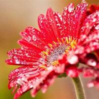 3.12植树节祝福语早安心语温馨问候短语大全