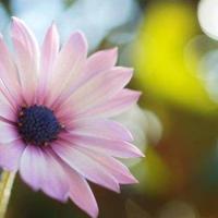 (校园爱情文章)碎花长裙一路到夏天的尾声