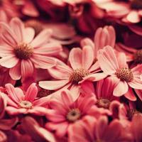 毕淑敏的经典语句 我羡慕流云的飞逝,嫉恨飞鸟的自由