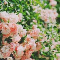 含苞待宠 公公和儿媳妇 我和两个女领导玩双飞