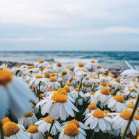 人生爱情感悟的句子说说:祝我们彼此幸福