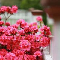 席慕容经典爱情语录、席慕容的经典语句