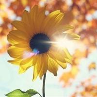 张小娴最新经典语录、张小娴经典爱语录