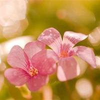 春分节气养生祝福语温馨问候送给身边的人精选