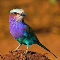 冰心经典语录 冰心关于童年的语录