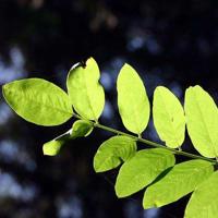 312植树节祝福语微信贴心问候说说大全