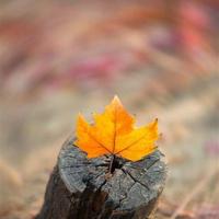 带禅意的唯美古风句子·佛语短句