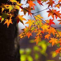 语言无法跨越生死,时间,痛苦,以及绝望。