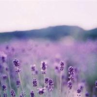 一世情缘的散文