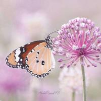 一种友情,浅遇深藏;一种对望,静守碎念。晚安说说