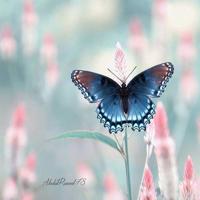 2011年最新冷笑话