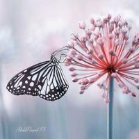 若,人生只如初见