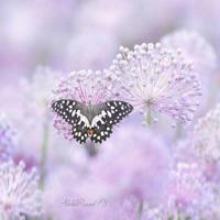 你是我心上的一道疤