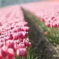 莫愁前路无知己,天下谁人不识君。