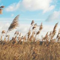 在树叶还绿的时候下了场雪