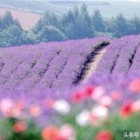 等他来说喜欢你