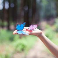 让生命绽放的牵牛花