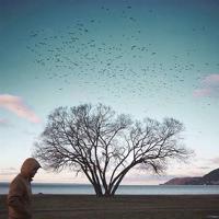 小虎鲨与它的鱼食