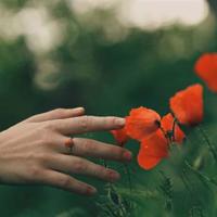 我只是一棵小草散文