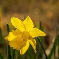 福楼拜的名言名句，福楼拜的简介资料